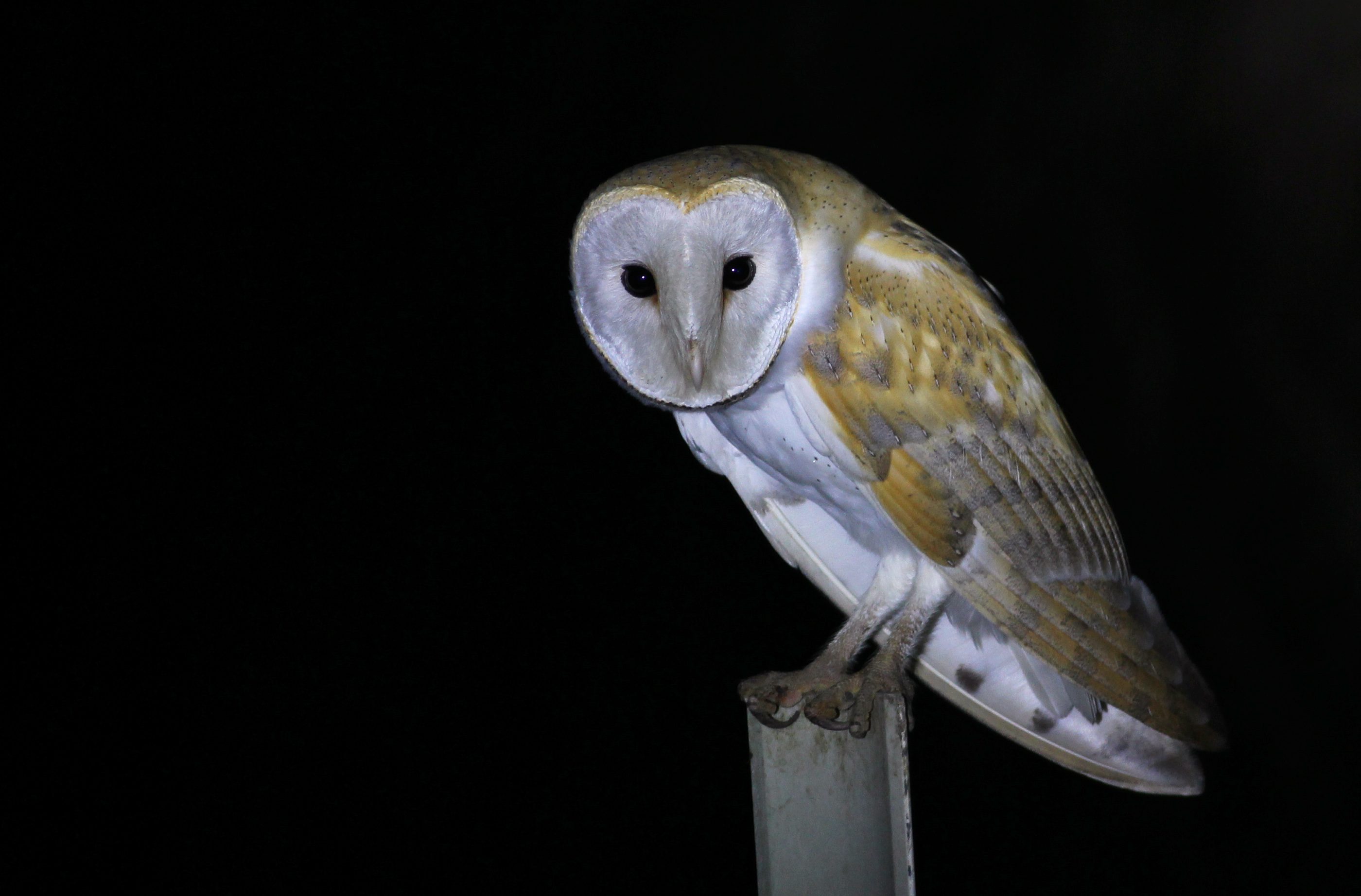 Barn Owl — Ana fotoğraf